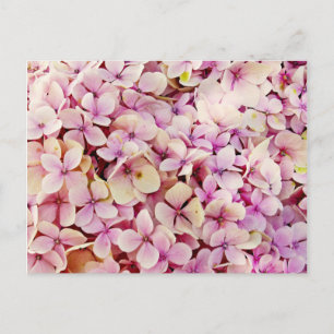 Fina Hydrangea Flowers Vykort