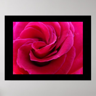 Fina konsttryck Giclee Blommig Rosa Ros Blomma Poster
