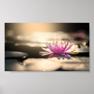 Fina Lotus,Sjö,Zen Poster