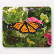 Fina Monarch Butterfly Spread Vingar Petunia