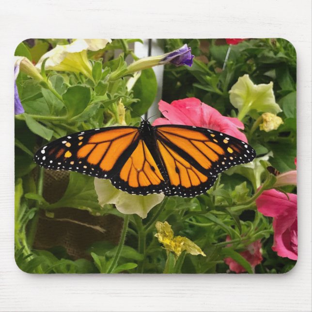 Fina Monarch Butterfly Spread Vingar Petunia Musmatta (Framsidan)