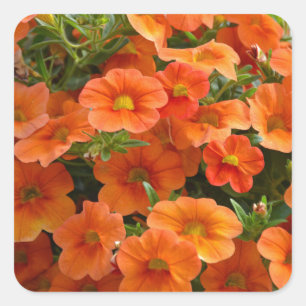 Fina orange petunia-blommor fyrkantigt klistermärke