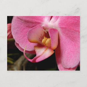 Fina orchid-foton vykort
