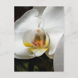 Fina orchid-foton vykort