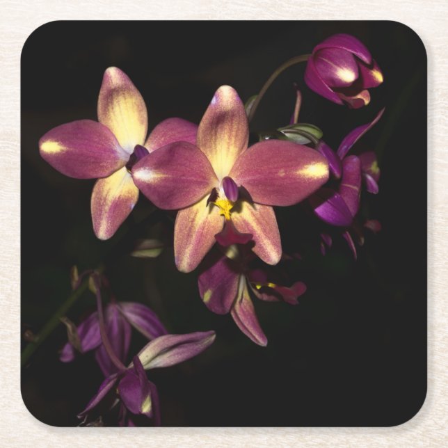 Fina Orchids Underlägg Papper Kvadrat (Framsidan)