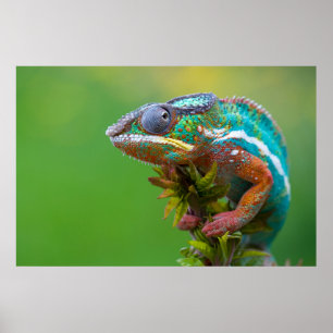 Fina pander chameleon poster