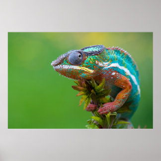Fina pander chameleon poster