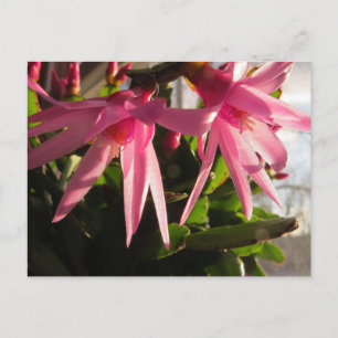 Fina Påsk Cactus Flowers Helg Vykort
