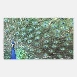 Fina peacock-klistermärken rektangulärt klistermärke