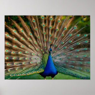 Fina Peacock Lagrar Foton Poster