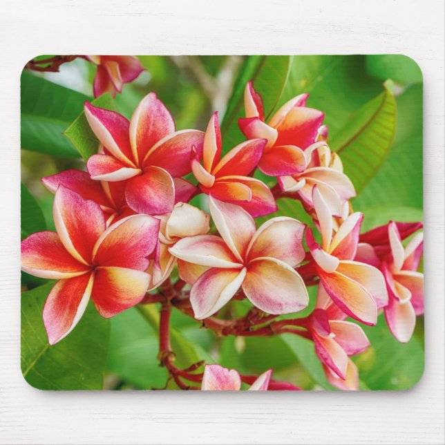 Fina Plumeria Flowers Musmatta (Framsidan)