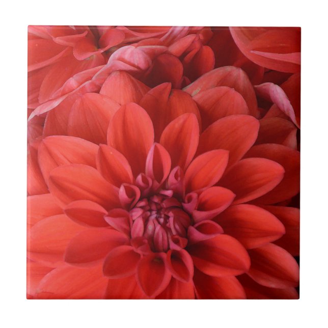 Fina, röda dahlia-blommor kakelplatta (Framsidan)