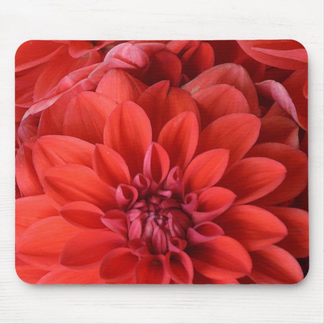 Fina, röda dahlia-blommor musmatta (Framsidan)