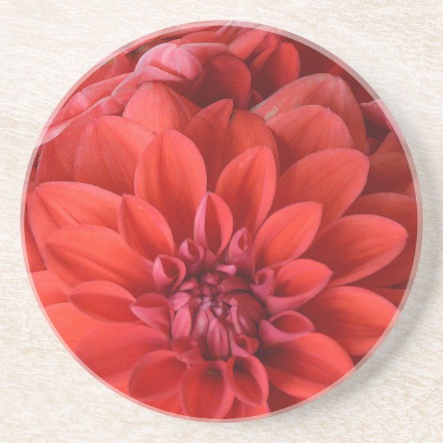 Fina, röda dahlia-blommor underlägg sandsten (Framsidan)