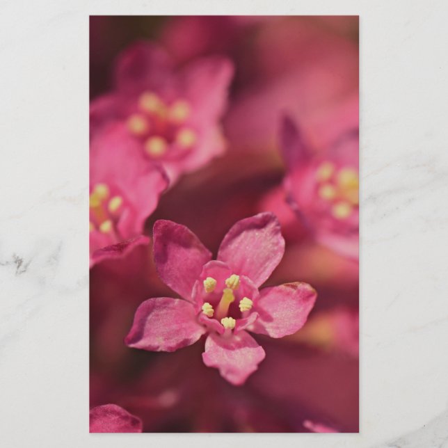 Fina Rosa Flowers Brevpapper (Framsida)