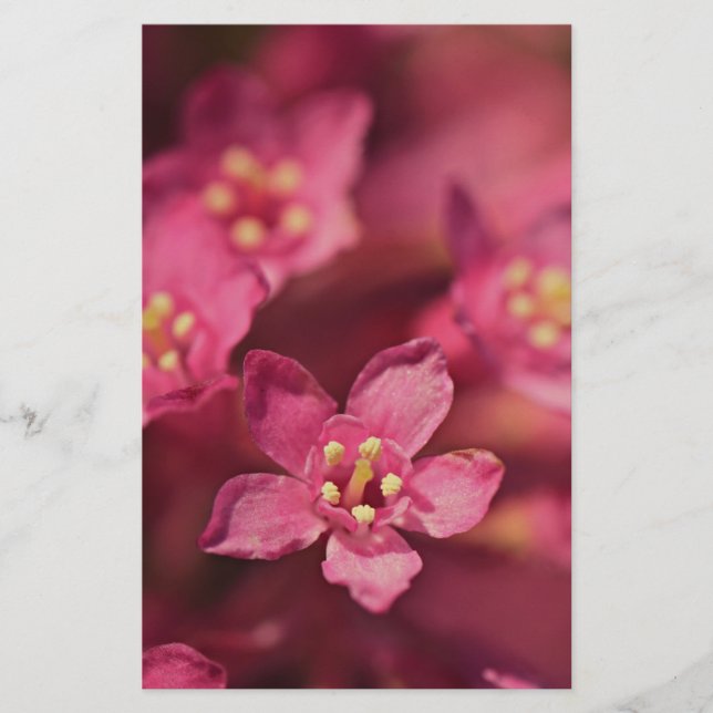 Fina Rosa Flowers Brevpapper (Framsida)