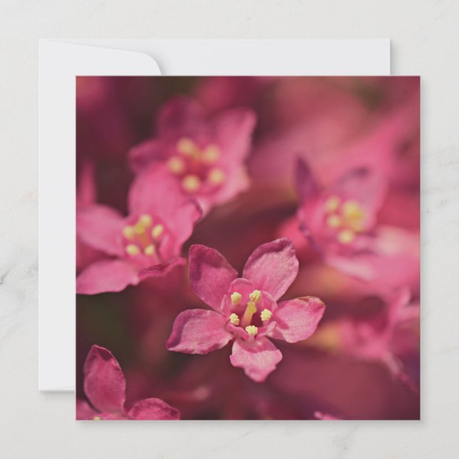 Fina Rosa Flowers Kort (Framsida)