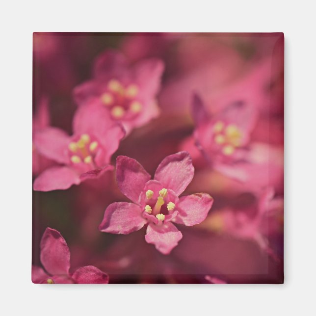 Fina Rosa Flowers Magnet (Framsidan)
