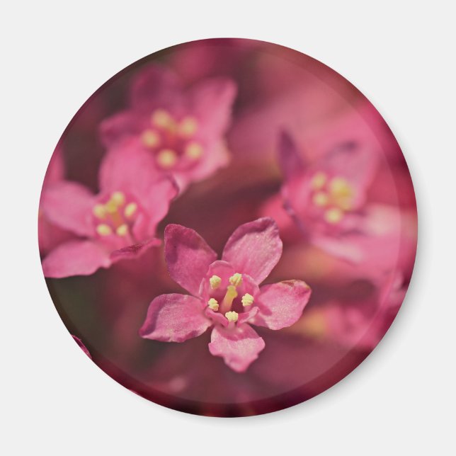 Fina Rosa Flowers Magnet (Framsidan)