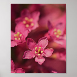 Fina Rosa Flowers Poster