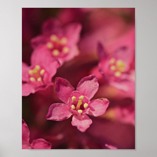 Fina Rosa Flowers Poster (Framsidan)