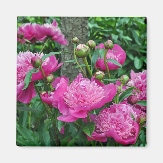 Fina rosa peony-blommor magnet (Framsidan)