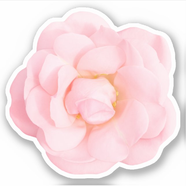 Fina rosa ros-klistermärken klistermärken (Framsida)