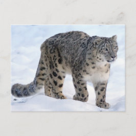 Fina snö leopard vykort