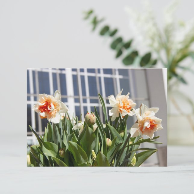 Fina, söta daffodils vår (Stående Fram)