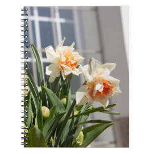 Fina, söta daffodils vår anteckningsbok