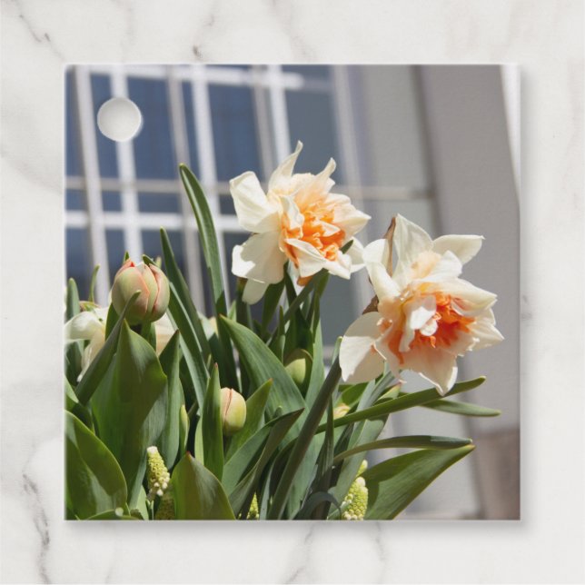 Fina, söta daffodils vår gåvor etiketter (Framsida)