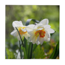 Fina, söta daffodils vår