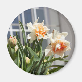 Fina, söta daffodils vår magnet