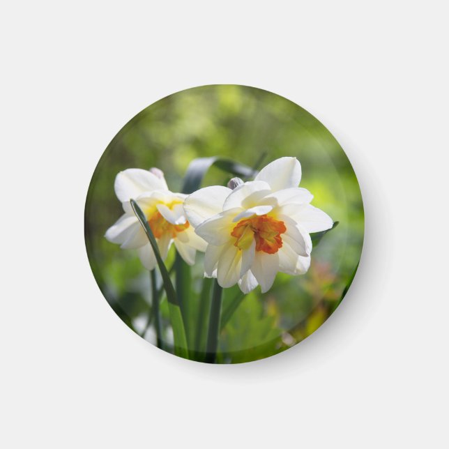 Fina, söta daffodils vår magnet (Framsidan)