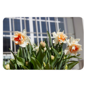 Fina, söta daffodils vår magnet