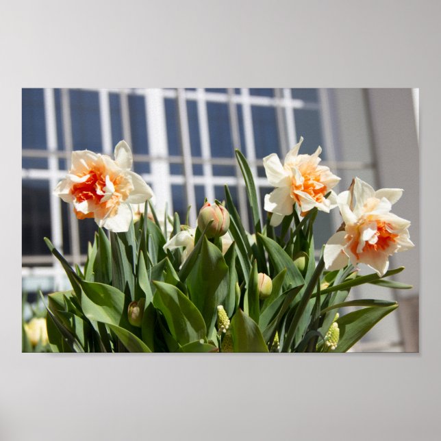 Fina, söta daffodils vår poster (Framsidan)
