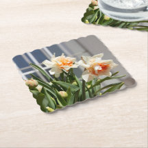 Fina, söta daffodils vår