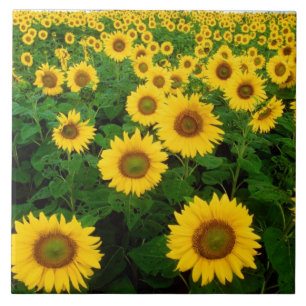 Fina Sunblommor Kakelplatta