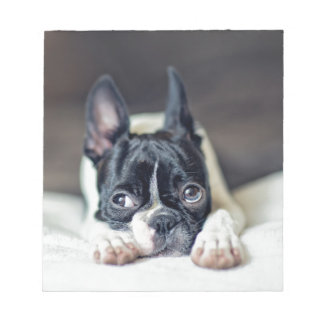 Fina the Boston Terrier Anteckningsblock
