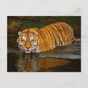 Fina tiger-foto, gafflar - Anpassa Vykort