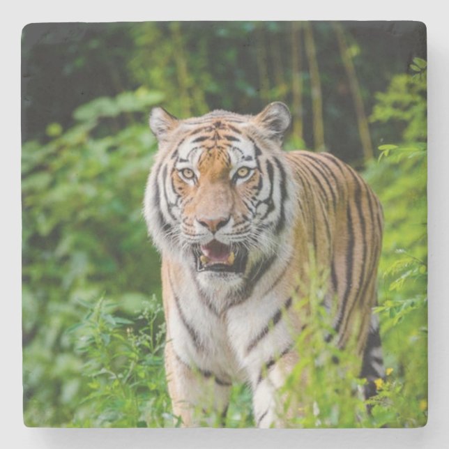 Fina Tiger Stone Underlägg (Framsidan)