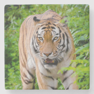 Fina Tiger Stone Underlägg