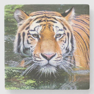 Fina Tiger Stone Underlägg