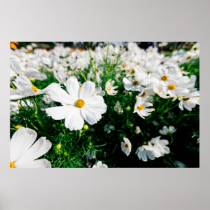 Fina vita cosmos blommor i trädgården poster