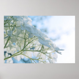 Fina vita Hydrangea Blooms Highkey Poster