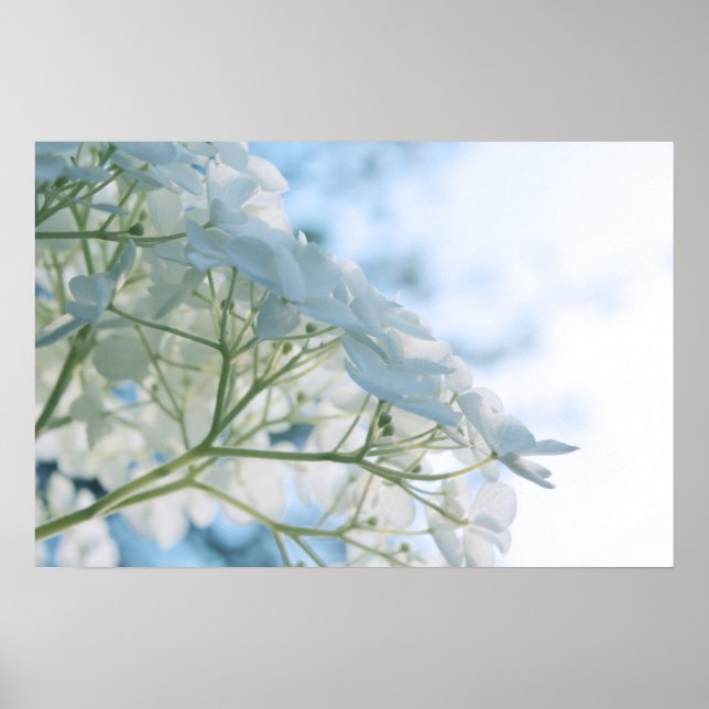 Fina vita Hydrangea Blooms Highkey Poster (Framsidan)