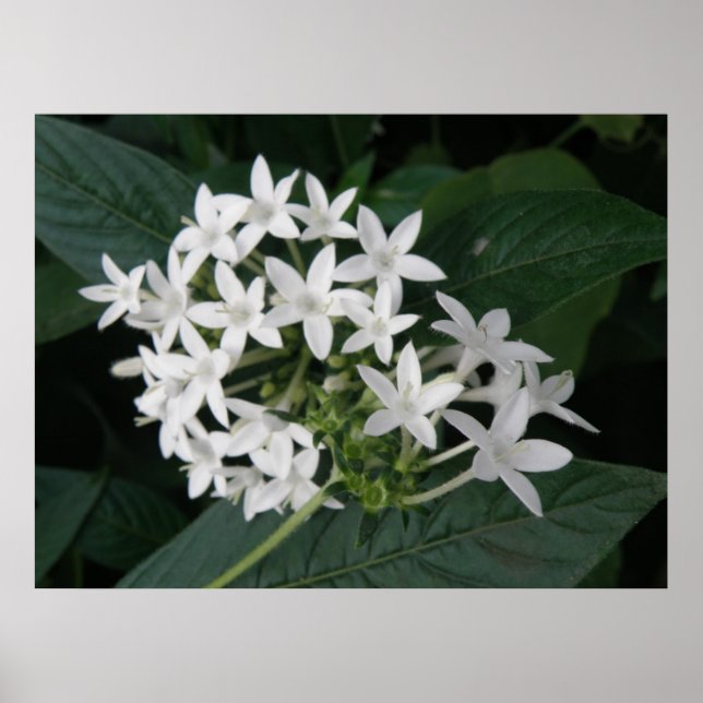 Fina, vita, tropiska blommor Skriv ut Poster (Framsidan)