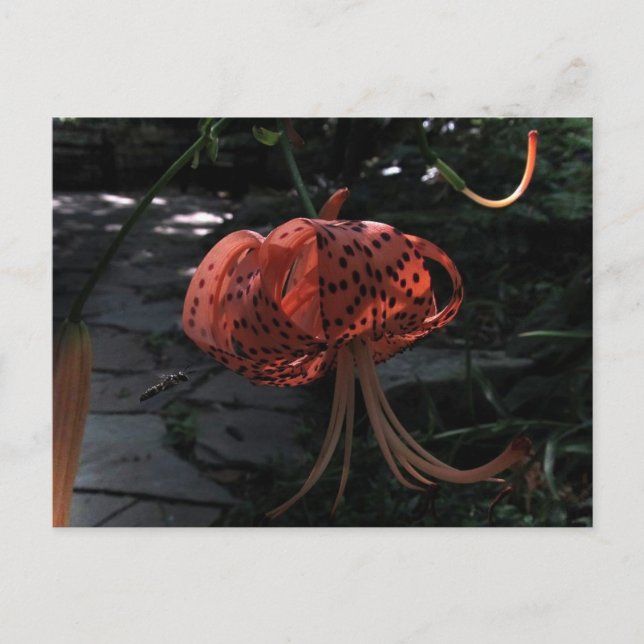 Finalen att närma sig vykort (Framsida)