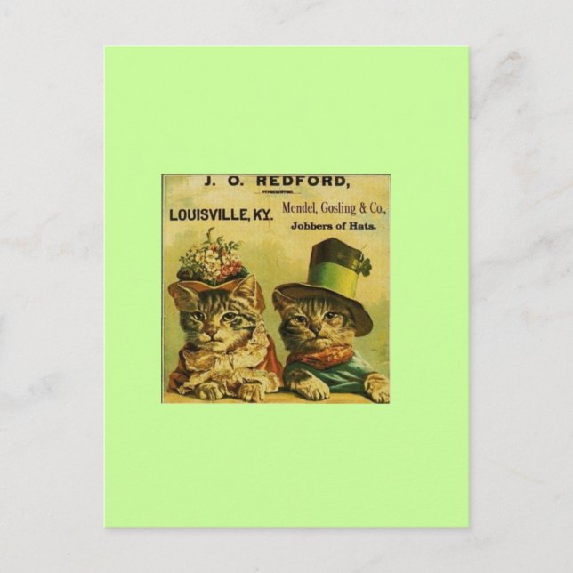 Finare Cats Vykort (Framsida)