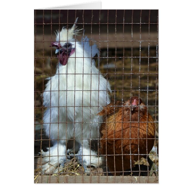 Finare Chickens Hälsningskort (Framsidan)